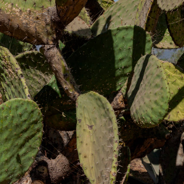 istock Indian fig opuntia or Barbary fig (Opuntia ficus-indica) 2156085106