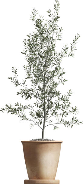 istock Side view of potted olive tree 2156085110