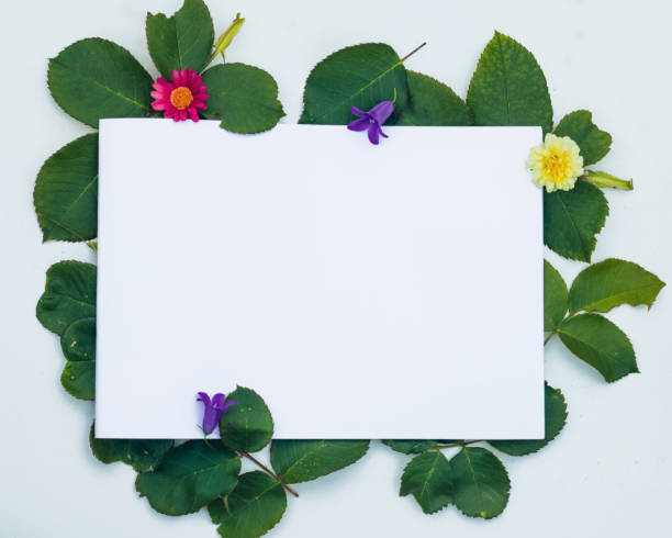 istock picture frame collage for your own tekst of image spring summer flowers 2156085205