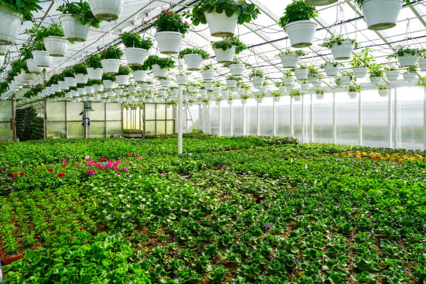 istock A large greenhouse with many flower plants in pots, also flower pots hanging from the ceiling 2156085607