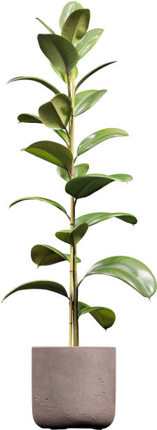 istock Side view of potted Rubber Tree - Ficus Elastica 2156087174