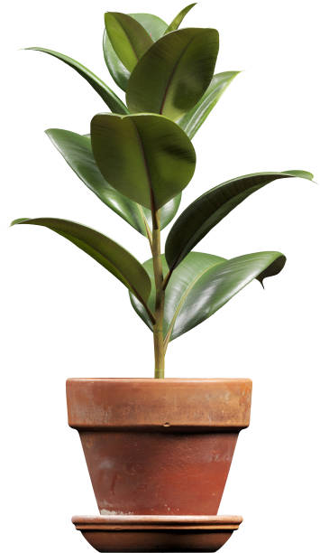 istock Side view of potted Rubber Tree - Ficus Elastica 2156087323