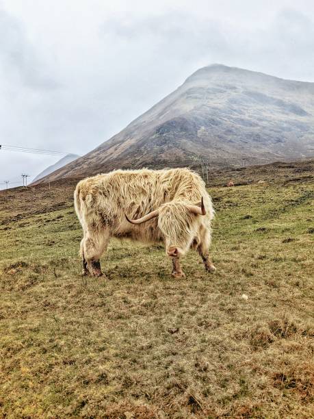 istock Highland Cow in Scotland 2156087410