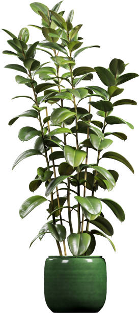 istock Side view of potted Rubber Tree - Ficus Elastica 2156087548