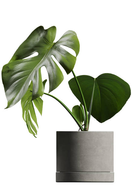 istock Side view of potted Monstera leafs 2156087624