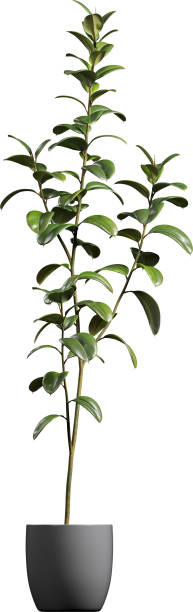 istock Side view of potted Rubber Tree - Ficus Elastica 2156087737