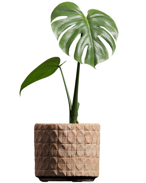 istock Side view of potted Monstera leafs 2156087772