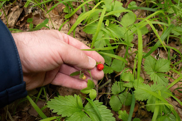 A woman holding a small raspberry against a green backdrop