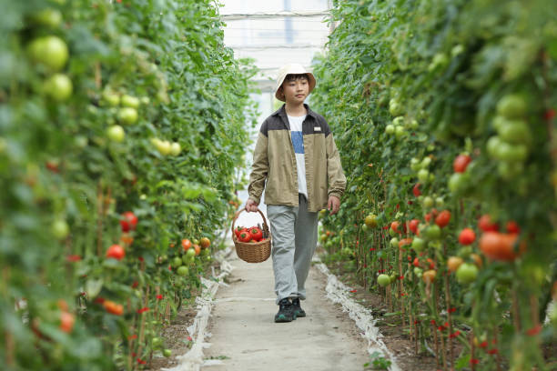 boy,picking,tomatoes,vegetable shed