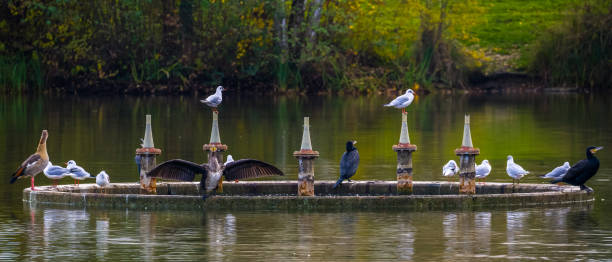 istock Gulls, cormorants and egyptian goose on concrete circle on lake 2156091094