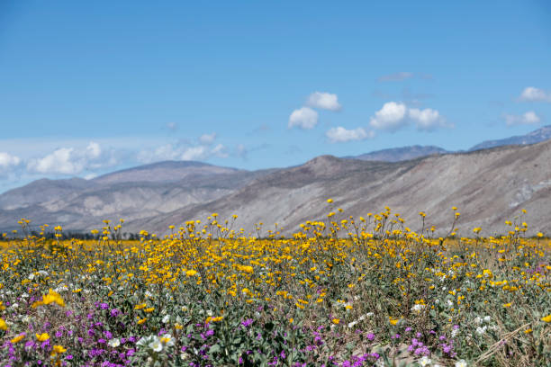 Anza-Borrego Desert State Park Wildflowers