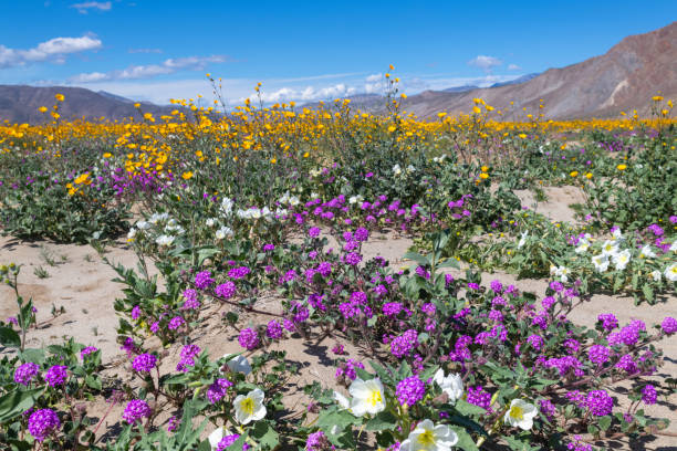 Anza-Borrego Desert State Park Wildflowers