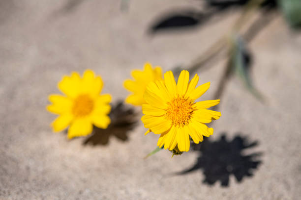 Yellow flowers (Cytisus scoparius) by the sea (Krk island, Croatia).