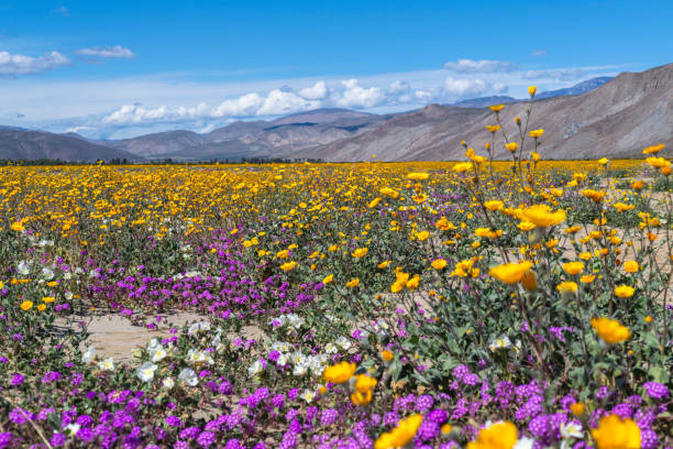 istock Anza-Borrego Desert State Park Wildflowers 2156091172