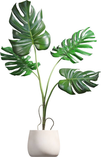 istock Side view of white ceramic vase with Monstera leafs 2156093885
