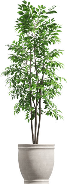 istock Side view of potted houseplant 2156095705