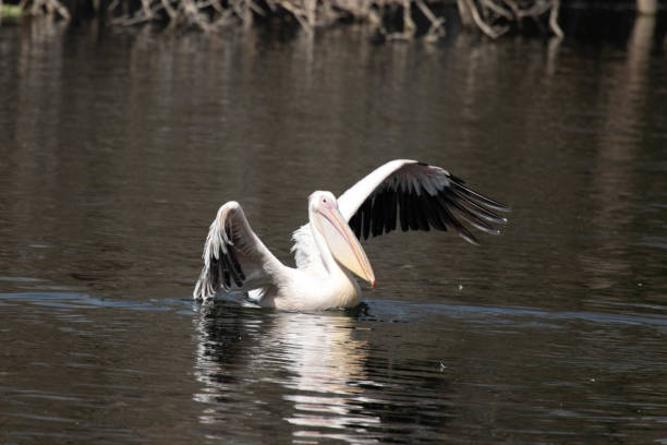 istock White pelican swimming in the ;ake 2156097314