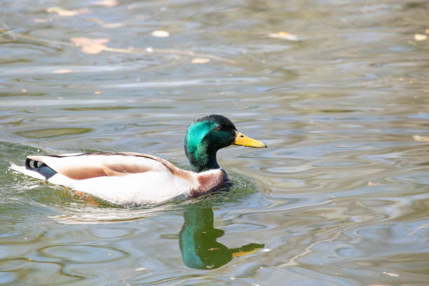 istock Close up Mallard Duck Floating in the Lake 2156097474