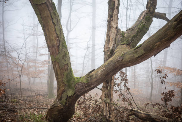 The forest in a fog