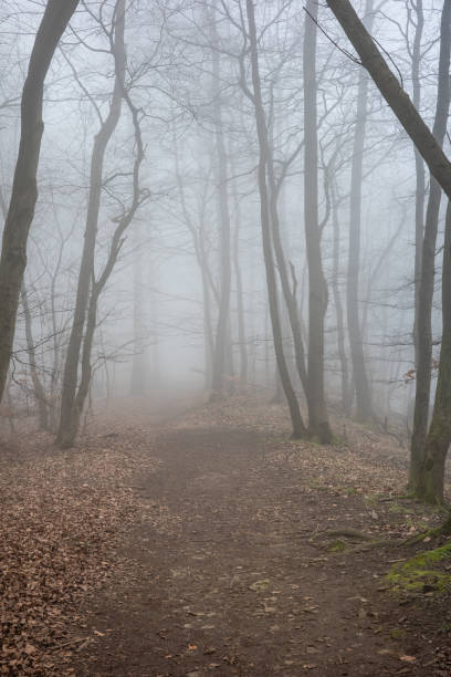 istock The forest in a fog 2156099723