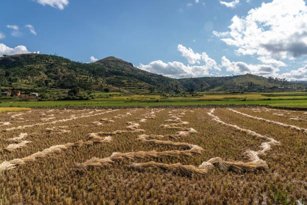 fotografii de stoc, fotografii și imagini scutite de redevențe cu madagascar landscape, rice fields and fish ponds. - mirişte