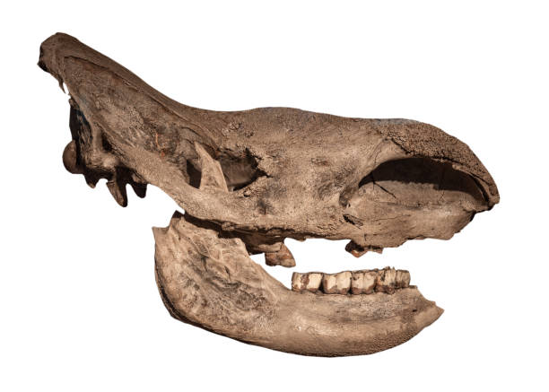 istock fossil of  tusk mammoth   on white, isolated 2156100571