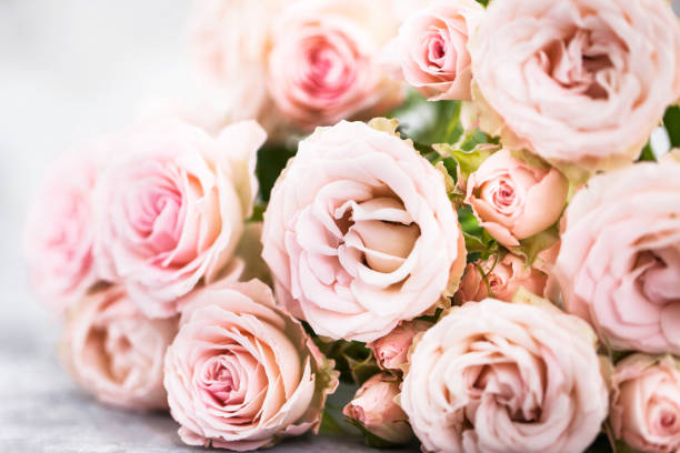 istock Fresh soft pink roses flowers on gray background, selective focus 2156101769