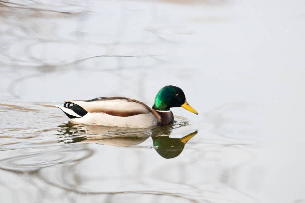 istock Close up Mallard Duck Floating in the Lake 2156101821