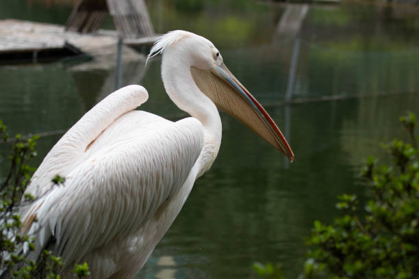 istock Close up Pelican bird in the lake 2156101839