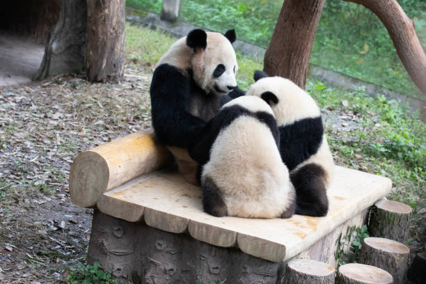 istock Mother Panda and her Cubs, Chongqing, China 2156101872
