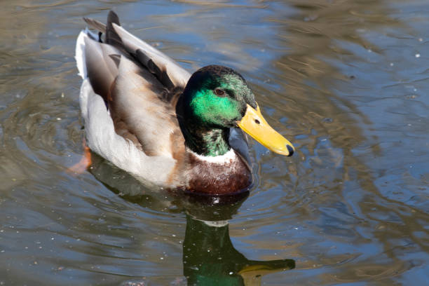 istock Close up Mallard Duck Floating in the Lake 2156101874