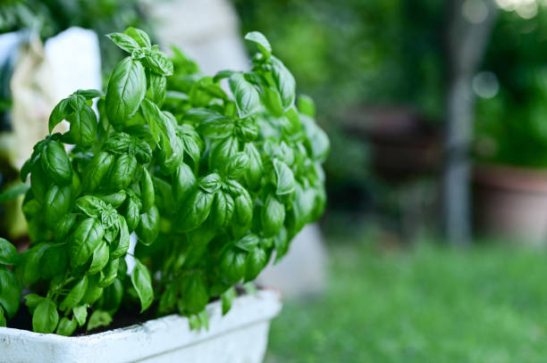 Green ripe basil for pesto