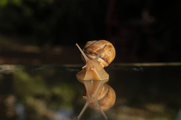 Snail and its reflection on a glass background. Black background.