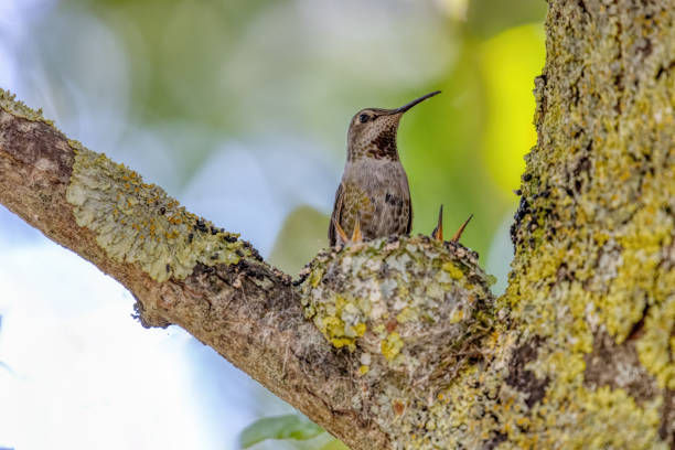 istock Female Anna's Hummingbird feeding babies 2156104401