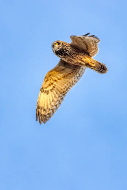 istock short-eared owl flying in winter 2156104464
