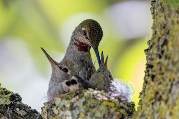 istock Female Anna's Hummingbird feeding babies 2156104504
