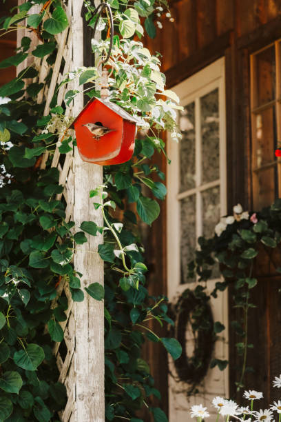 A beautiful little house wren sitting on a red birdhouse, feeding hungry babies. There are actually six babies inside! They build their nest in this little house every spring. Shot with a Canon 5D Mark lV.