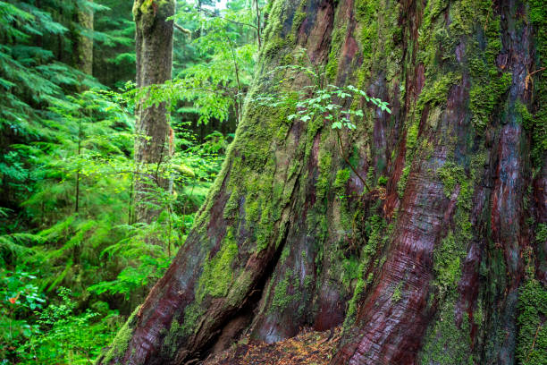istock Ancient western red cedar, Eden Grove, Port Renfrew, BC Canada 2156106803