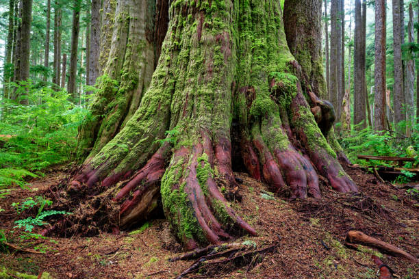 istock Ancient western red cedar tree, Eden Grove, Port Renfrew, BC Canada 2156106808