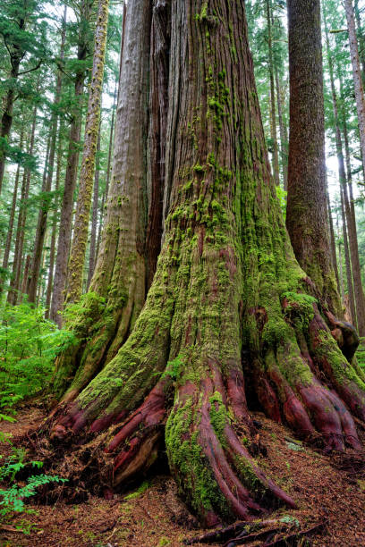 istock Ancient western red cedar tree, Eden Grove, Port Renfrew, BC Canada 2156106809