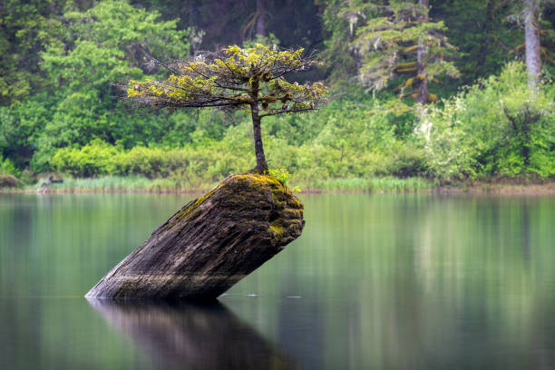istock Fairy Lake tree, Port Renfrew, BC Canada 2156106810