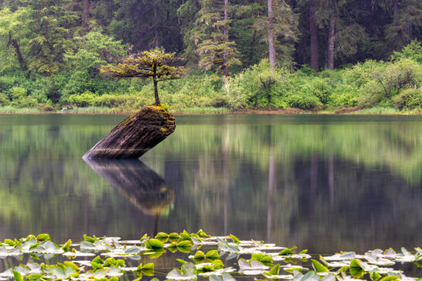 Fairy Lake tree, Port Renfrew, BC Canada