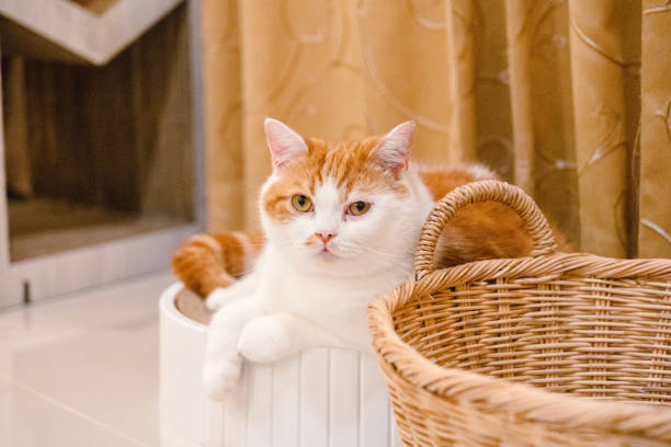 istock Adorable Scottish and Various activities of pets 2156107860