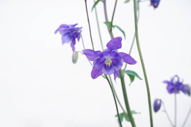 Aquilegia columbine flower. Blue flowers on green stems against a light sky background.