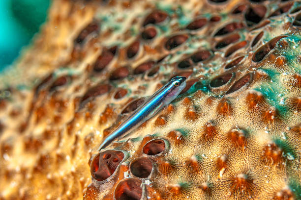 Elacatinus evelynae, commonly known as the sharknose goby, Caribbean cleaner goby, or Caribbean cleaning goby, is a species of goby native to the Western Atlantic Ocean
