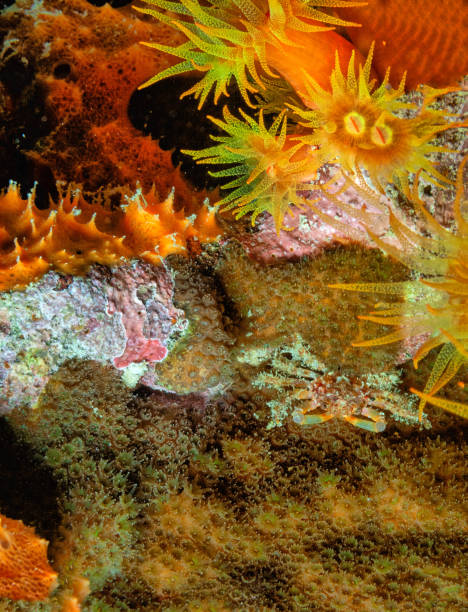 istock Crab hiding on coral reef at night 2156109800