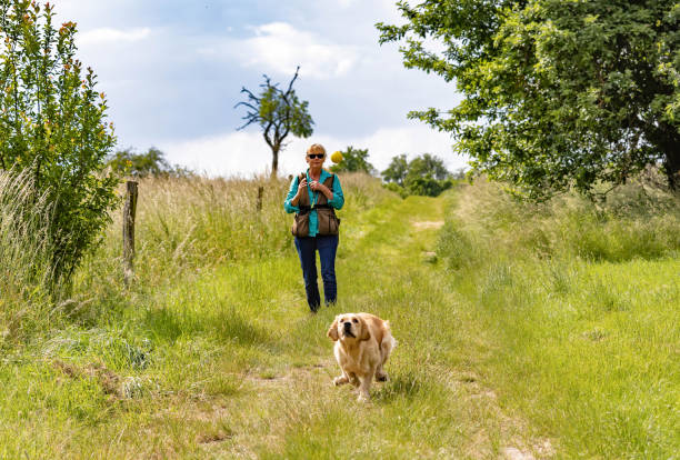 istock Golden Retriever running after a yellow ball 2156110900