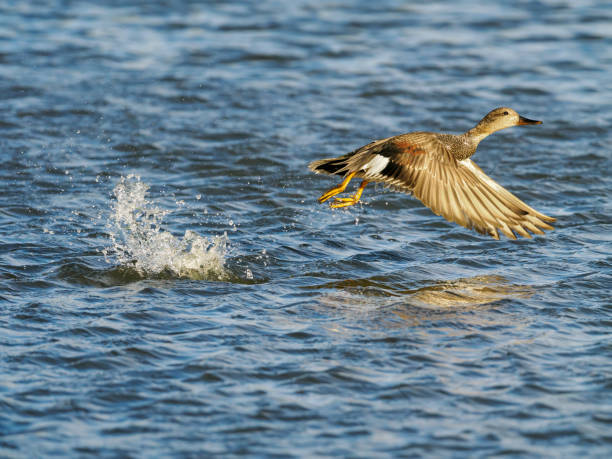 Gadwall duck flying as it leaves the water.