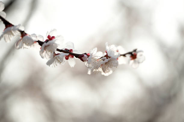 Beautiful apricot flowers bloom in spring