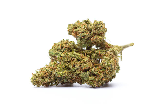 istock Marijuana flower isolated on white background 2156112154